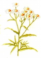 Nyseryllik